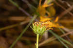 Longleaf sunflower